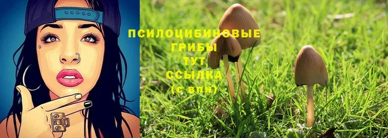 Псилоцибиновые грибы Cubensis  Воскресенск 